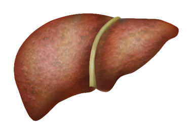 Liver disease