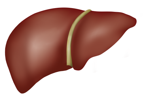 About the liver