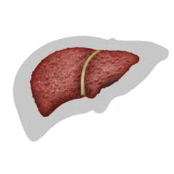 Cirrhosis liver icon