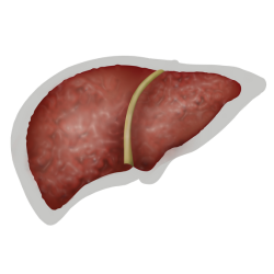 Fibrosis Liver Icon