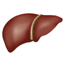 Healthy Liver Icon